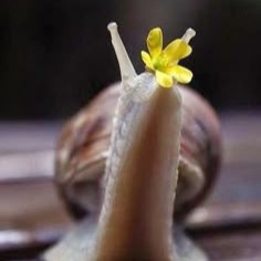 Snail