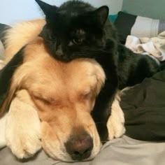 Dog And Cat