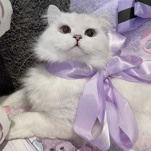 PurpleBowCat Pfp