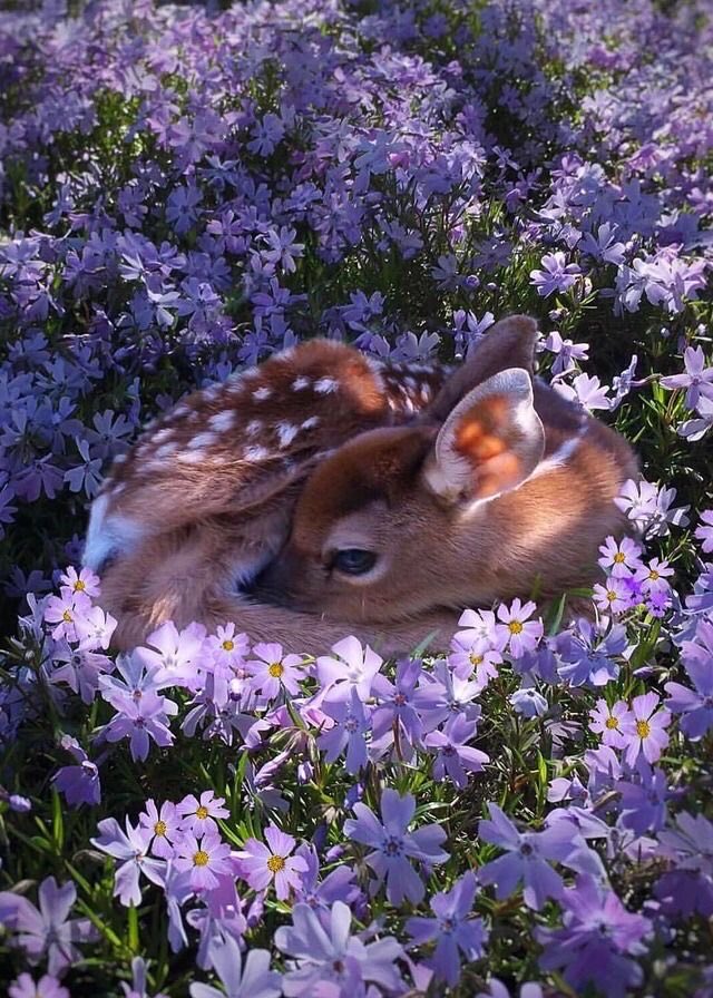 ꪆৎ | BABY DEER