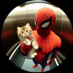 Spider-man Cat