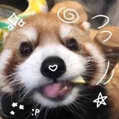 Cute Red Panda
