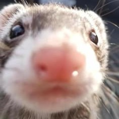 Ferret Profile Photo