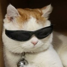 Cat With Sunglasses