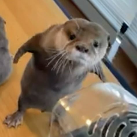 Otter Profile Avatar Pfp