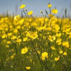 Yellow Aesthetic User Picture