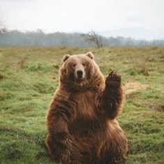 Bear Profile Icon