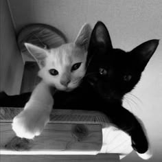 3877-black-and-white-cat.png