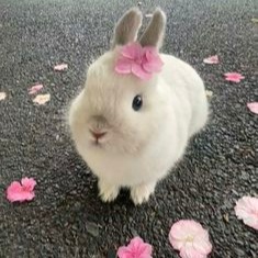 Cute Rabbit