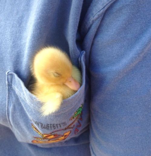 ꪆৎ | baby duck in a pocket!