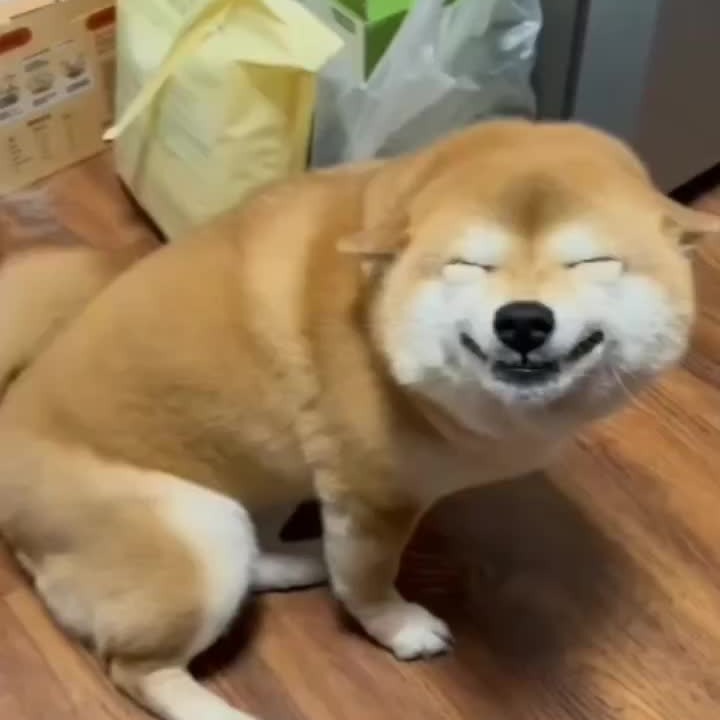 Shiba Inu Pfp
