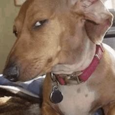 3916-dog-memes.png