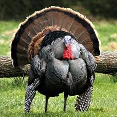 Turkey Profile Picture