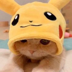 Cat Hood Profile Picture