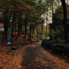 Autumn Profile Photo