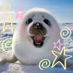 Cute Seal