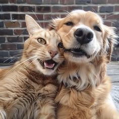 Dog And Cat