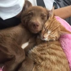 Dog And Cat