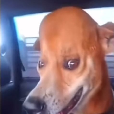 Meme Dog