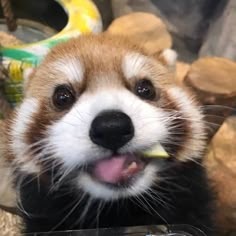 Red Panda