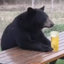 Bear