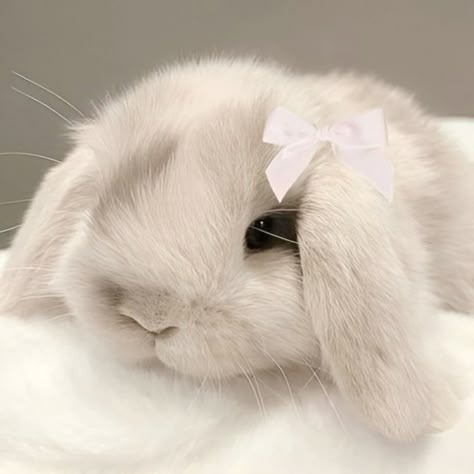 Cute Bunny Profile Photo