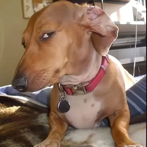 Meme Dog Profile Image