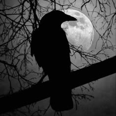 Crow Profile Picture
