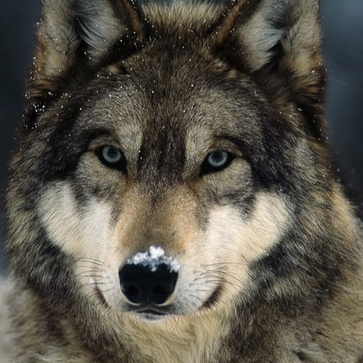 Wolf User Icon Pfp