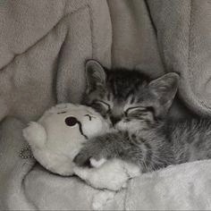 Cat In Blanket Pfp