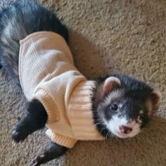 Ferret Pfp