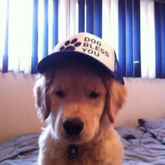Dog With Hat
