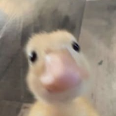 Duck Avatar