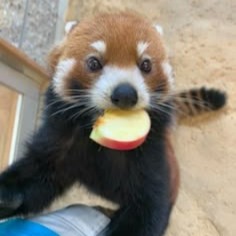 Red Panda Icon