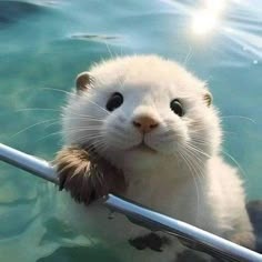 Otter