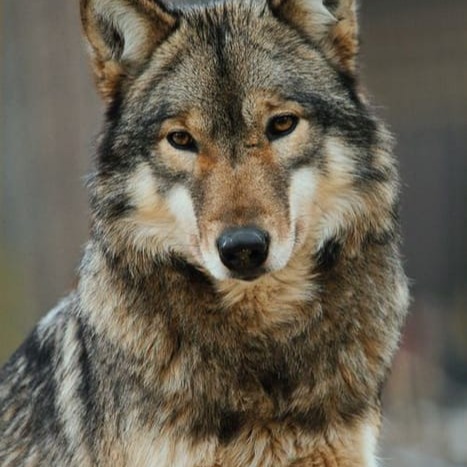 Wolf User Icon Pfp