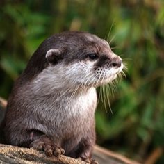 Otter Profile Avatar Pfp