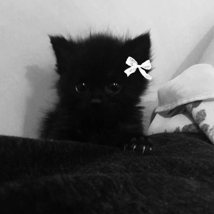 Black Cat