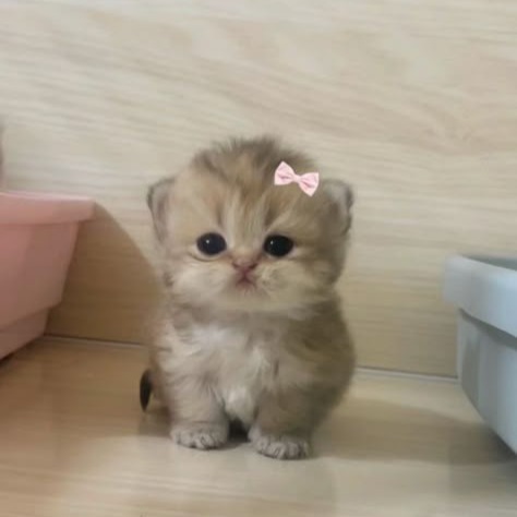 Kitten Profile Photo