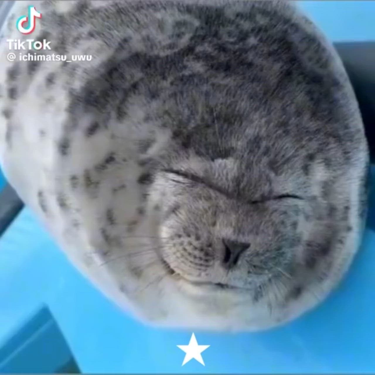 Cute Seal