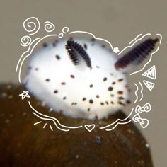 Sea Bunny Profile Picture