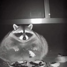 4520-raccoon-user-icon.png