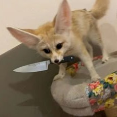 Fennec Fox Profile Picture