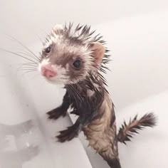 Ferret Profile Image