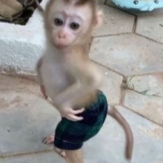 Monkey