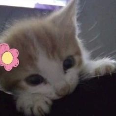 Cat 16 Profile Picture