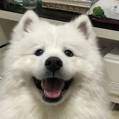 White Dog