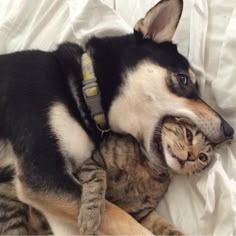 Cat And Dog