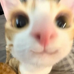 catttt