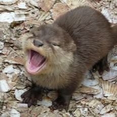Otter Display Picture Pfp